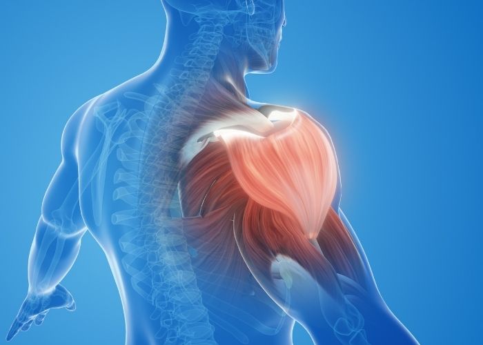 Loss of Muscle Mass